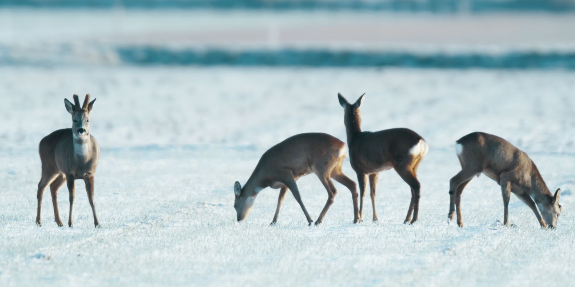 Biesbosch – Natuur in Beweging