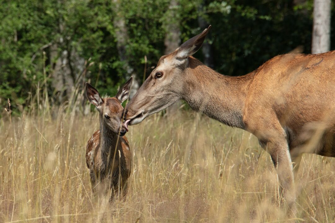 Bambi