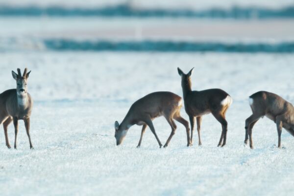 Biesbosch: Natuur in Beweging + Q&A